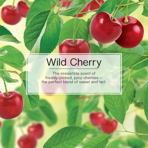 LITTLE TREES Car Air Freshener | Vent Wrap Provides Long Lasting Scent, Invisibly Fresh | 16 Air Fresheners | Wild Cherry - color: Wild Cherry