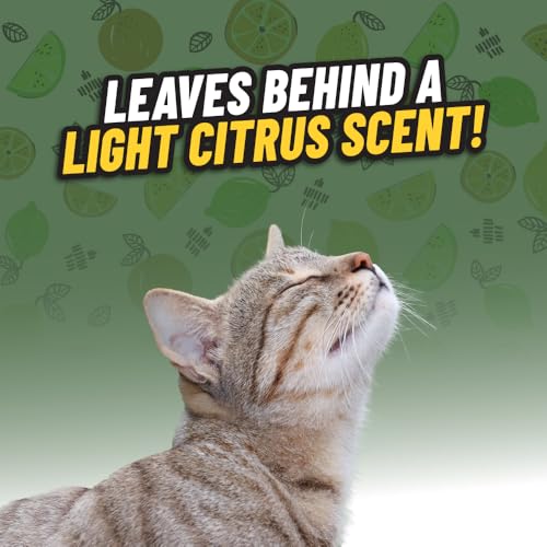Chemical Guys Ghosted Pet Odor Eliminator 32 Oz Pet Smell Neutralizer For Car Interior, Carpet, Upholstery, Fabric Seats, Home, Furniture, Citrus Scent Spray Cleaner - size: 32 Fl Oz (Pack of 1)