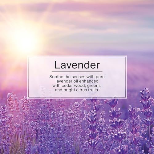 LITTLE TREES Car Air Freshener | Hanging Tree Provides Long Lasting Scent for Auto and Home | 24 Air Fresheners |Lavender - color: Lavender